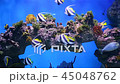 Underwater coral reef with tropical fish in ocean 45048762