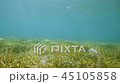 Underwater sea landscape with green seaweed and water plants. Underwater world 45105858