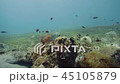 Fish swimming among coral reefs and seaweed on seabed underwater view 45105879