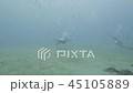 Scuba diver swimming among fish on seabed underwater view. Sea diving 45105889