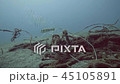 Fish swimming among drowned ropes and wire on seabed underwater view 45105891
