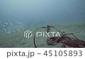 Scuba diver swimming among fish and drowned ropes and wire on sea bottom 45105893