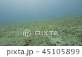 Fish swim on ocean floor in transparent water underwater view. Scuba diving in sea 45105899