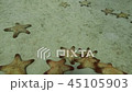Seastars lying on sea bottom underwater view. Starfish undersea on sandy seabed. 45105903