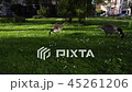 Geese Eating Grass on Green Lawn, City Ecosystem Concept 45261206