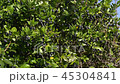 Silver plum flower 45304841