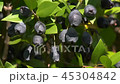 Silver plum flower 45304842