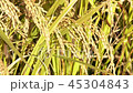 Rice field 45304843