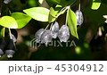 Silver plum flower 45304912
