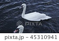 white swans swim in the city pond (lake) 45310941