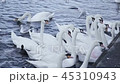 white swans swim in the city pond (lake) 45310943