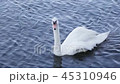 white swans swim in the city pond (lake) 45310946