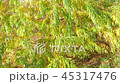 many leaves willow 45317476
