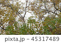 yellow leaves birch trees 45317489