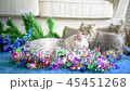 cute kitten play and looking for the gift 45451268