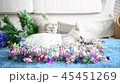 cute kitten play and looking for the gift 45451269