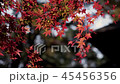 Autumn leaves of maple 45456356