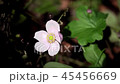 Shumayigiku 45456669