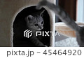 Cute cat playing and lying on cat tower  45464920