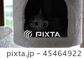 Cute cat playing and lying on cat tower 45464922
