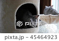 Cute cat playing and lying on cat tower  45464923