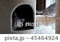 Cute cat playing and lying on cat tower  45464924