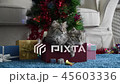 Cute kitten in christmas 45603336