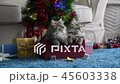 Cute kitten in christmas 45603338
