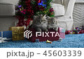Cute kitten in christmas 45603339