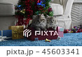Cute kitten in christmas 45603341