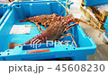 containers catch sea fish delicacies, langoustines 45608230