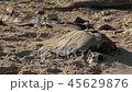 Miserabke dead turtle with empty shell on the sea shore of Vietnam in spring. 45629876
