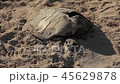 Dead turtle with empty shell lying on the sea beach of Vietnam in spring. 45629878