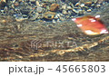 葉子和河流 45665803