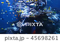 sea fishes in an aquarium  45698261
