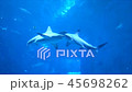 close up of big shark in an aquarium  45698262