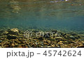 在河裡 45742624