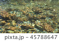 河流水面 45788647