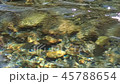 河流水面 45788654