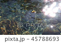 水的表面太陽的閃閃發光 45788693