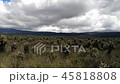 Frailejones, Espeletia. Purace paramo in Colombia 45818808