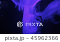 Jellyfish in aquarium in color-changing light 45962366