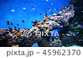 Aquarium with tropical fish. 45962370