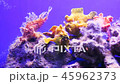 Unusual fish of the Red Sea in the aquarium. 45962373