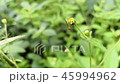Large mosquito perched on a yellow wild flower 45994962