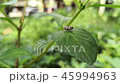Small reddish brown insect with white stripes 45994963