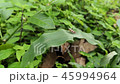 Small red bug with white spots on a green leaf 45994964