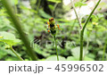 Trio of nymphs of Oncopeltus fasciatus 45996502