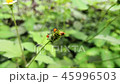 Pair of juvenile insects of milkweed bug on flower 45996503