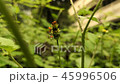 Nymphs or juvenile insects of large milkweed bug 45996506